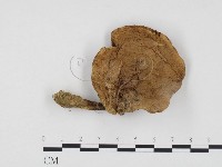 登錄號:F0024574藏品圖，第1張