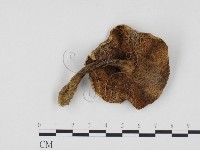 登錄號:F0024574藏品圖，第3張