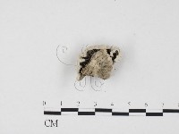 裂褶菌藏品圖，第3張