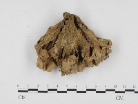 革菌屬藏品圖，第3張