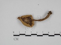 登錄號:F0024579藏品圖，第3張