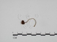 登錄號:F0024580藏品圖，第1張