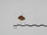 登錄號:F0024581藏品圖，第1張