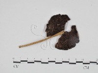 登錄號:F0024583藏品圖，第1張