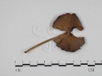 登錄號:F0024583藏品圖，第3張