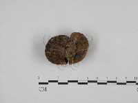 登錄號:F0024586藏品圖，第3張