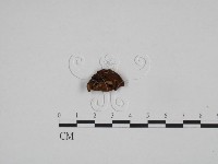 登錄號:F0024587藏品圖，第1張