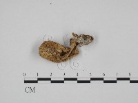 登錄號:F0024590藏品圖，第1張