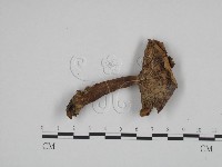 登錄號:F0024591藏品圖，第1張