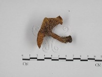 登錄號:F0024592藏品圖，第1張