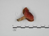 登錄號:F0024594藏品圖，第1張