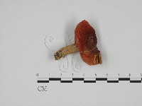 登錄號:F0024594藏品圖，第3張