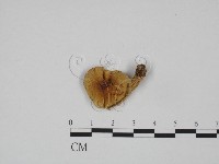 登錄號:F0024595藏品圖，第1張