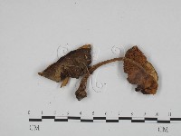 登錄號:F0024597藏品圖，第3張