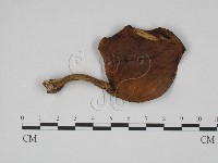 登錄號:F0024598藏品圖，第1張