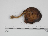 登錄號:F0024598藏品圖，第3張