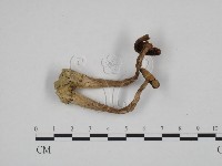 登錄號:F0024599藏品圖，第1張
