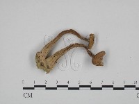 登錄號:F0024599藏品圖，第3張
