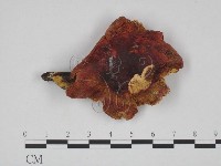 紅菇屬藏品圖，第1張