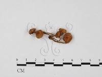 登錄號:F0024601藏品圖，第1張