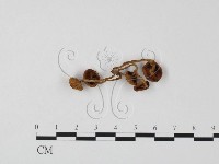 登錄號:F0024601藏品圖，第3張