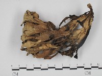 革菌屬藏品圖，第3張