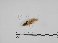 登錄號:F0024607藏品圖，第1張