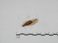 登錄號:F0024607藏品圖，第4張