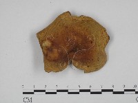 登錄號:F0024609藏品圖，第1張