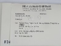 紅菇屬藏品圖，第2張