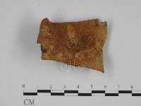 紅菇屬藏品圖，第1張