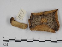 紅菇屬藏品圖，第3張