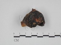 紅菇屬藏品圖，第1張