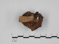 紅菇屬藏品圖，第3張