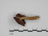 登錄號:F0024613藏品圖，第1張