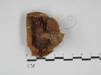 登錄號:F0024614藏品圖，第3張