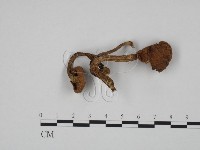 登錄號:F0024618藏品圖，第1張