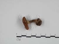 登錄號:F0024619藏品圖，第1張