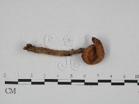 乳菇屬藏品圖，第1張