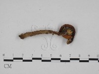 乳菇屬藏品圖，第3張