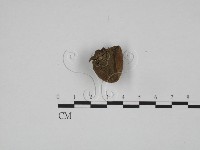 登錄號:F0024621藏品圖，第1張