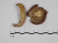 登錄號:F0024622藏品圖，第3張