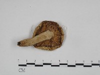 登錄號:F0024623藏品圖，第3張