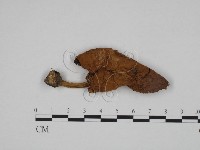 登錄號:F0024626藏品圖，第1張