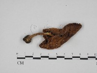 登錄號:F0024626藏品圖，第3張