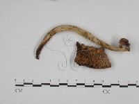 鵝膏屬藏品圖，第1張