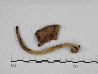 鵝膏屬藏品圖，第3張