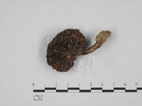 登錄號:F0024629藏品圖，第1張