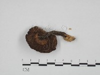登錄號:F0024629藏品圖，第3張