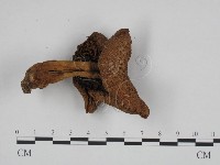 登錄號:F0024631藏品圖，第3張